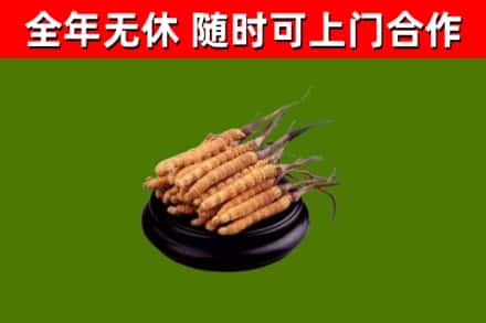 博尔塔拉州烟酒回收冬虫夏草.jpg